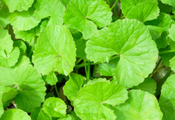 Ázijské liečivky, ktoré sa dajú pestovať doma 