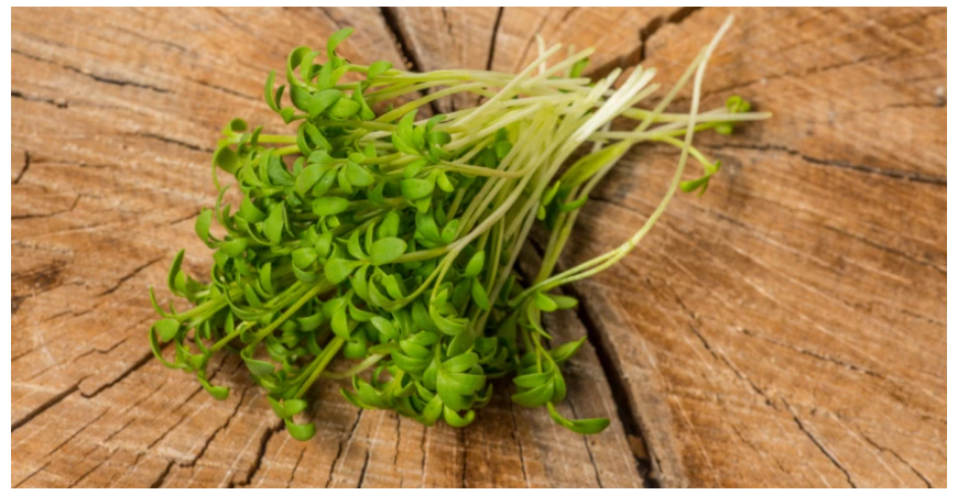 Žerucha siata – nálož vitamínov a minerálov dostupných po celý rok