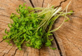 Žerucha siata – nálož vitamínov a minerálov dostupných po celý rok