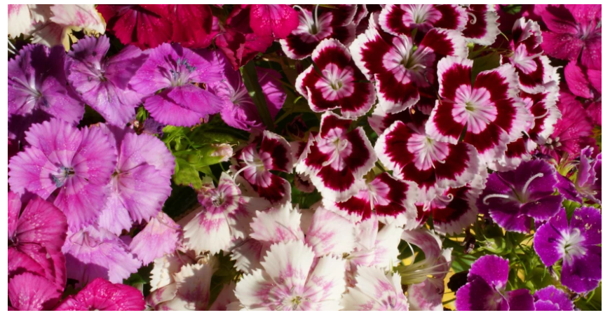 Letnička, dvojročná či vytrvalá rastlina – klinček bradatý možno pestovať rôzne