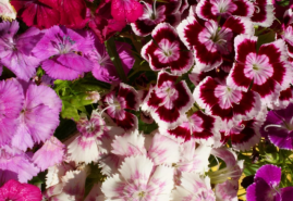 Letnička, dvojročná či vytrvalá rastlina – klinček bradatý možno pestovať rôzne