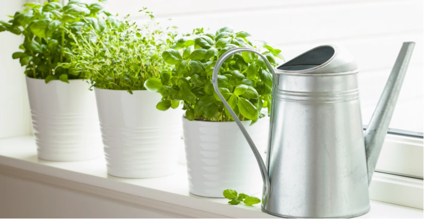 Plánujete záhon liečiviek? Prinášame vám niekoľko rád, ako na nich