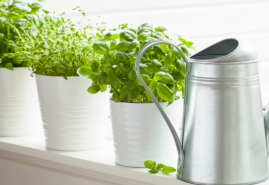 Plánujete záhon liečiviek? Prinášame vám niekoľko rád, ako na nich