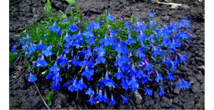 Lobelky, pôvabné letničky do nádob