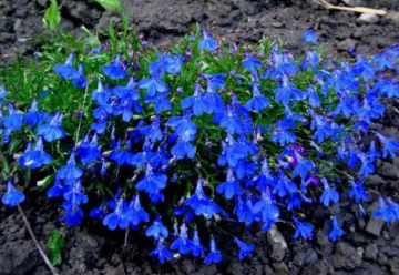 Lobelky, pôvabné letničky do nádob