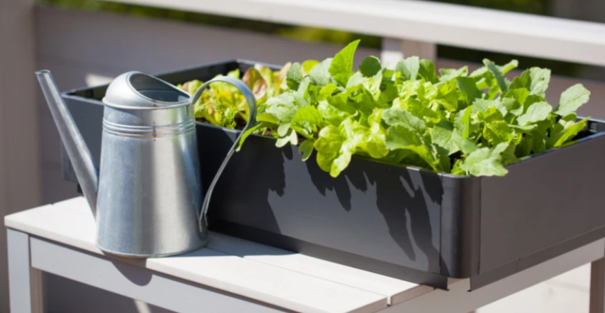 Chcete pestovať v bio kvalite? Saďte zmiešané kultúry