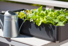 Chcete pestovať v bio kvalite? Saďte zmiešané kultúry