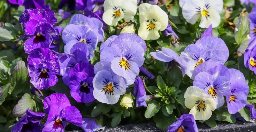 Sirôtky sú okúzľujúce a na pestovanie nenáročné