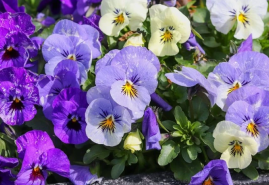 Sirôtky sú okúzľujúce a na pestovanie nenáročné