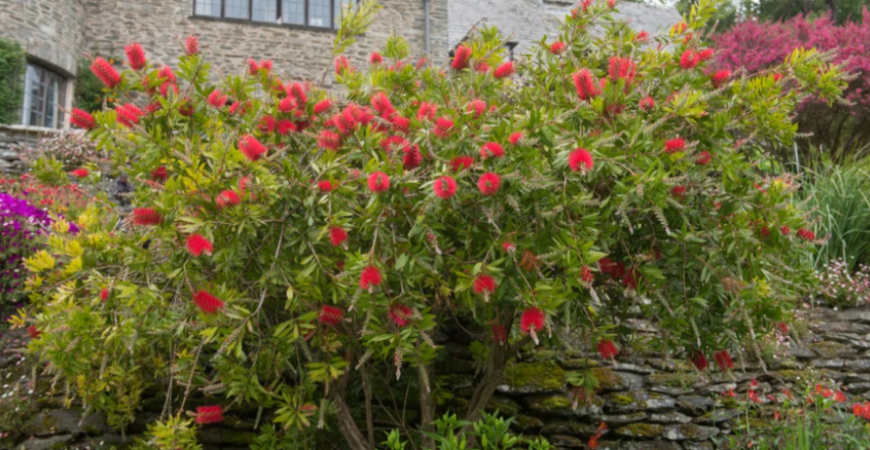 Tyčinkovec, exoticky pôsobiaca rastlina, ktorú možno pestovať v lete na záhrade