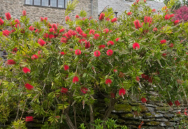 Tyčinkovec, exoticky pôsobiaca rastlina, ktorú možno pestovať v lete na záhrade