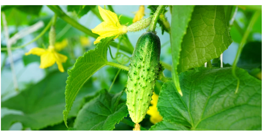Ako vypestovať krásne a chutné uhorky?