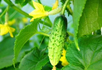 Ako vypestovať krásne a chutné uhorky?