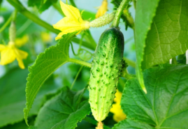 Ako vypestovať krásne a chutné uhorky?