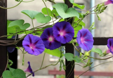 Liany, ktoré zakryjú nevzhľadné miesta v záhrade