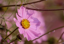 Krasuľka – nežná letnička s okatými hviezdicovitými kvetmi