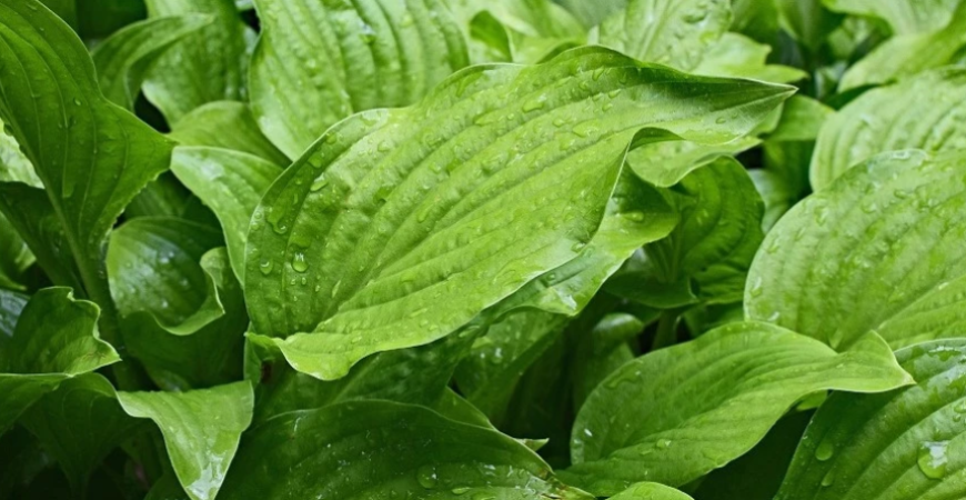 Rastliny môžu zdobiť záhradu aj výraznými listami