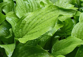 Rastliny môžu zdobiť záhradu aj výraznými listami