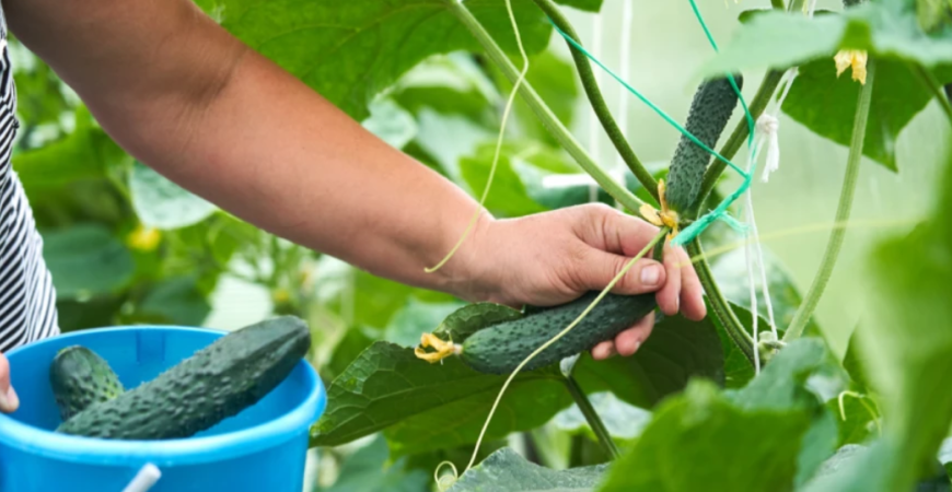 Aby vám radosť z úrody uhoriek nezničila pleseň, či iný nezvaný hosť
