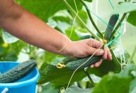 Aby vám radosť z úrody uhoriek nezničila pleseň, či iný nezvaný hosť