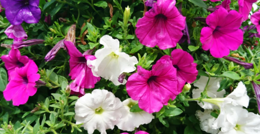 Aké kvetiny do kvetináča na trvalo oslnený balkón?