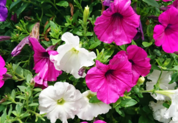 Aké kvetiny do kvetináča na trvalo oslnený balkón?