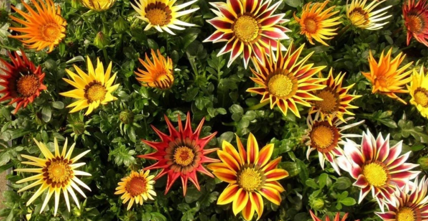 V tieni bude chradnúť, gazánia sa bez slniečka neotvorí