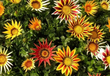 V tieni bude chradnúť, gazánia sa bez slniečka neotvorí