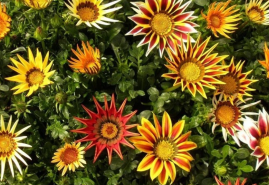 V tieni bude chradnúť, gazánia sa bez slniečka neotvorí