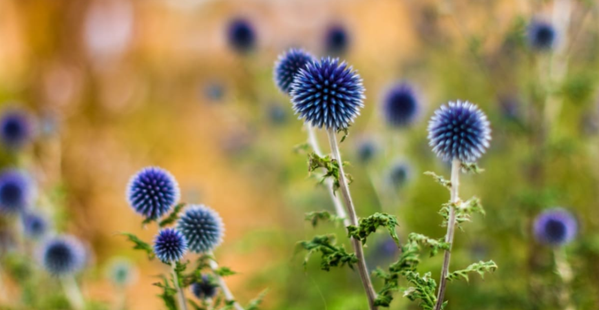 Bielotŕň vyžaduje pri pestovaní teplo a sucho, nájde uplatnenie aj na Vašej záhrade?