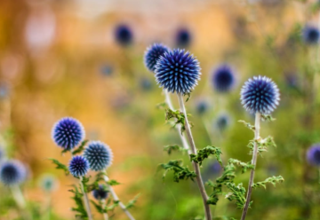 Bielotŕň vyžaduje pri pestovaní teplo a sucho, nájde uplatnenie aj na Vašej záhrade?