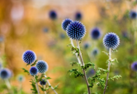 Bielotŕň vyžaduje pri pestovaní teplo a sucho, nájde uplatnenie aj na Vašej záhrade?