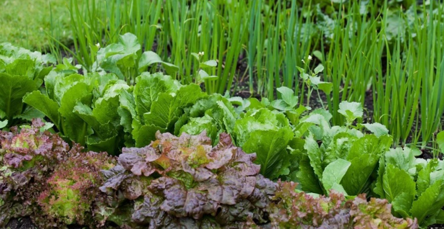 Akú zeleninu môžete vysiať aj v auguste?