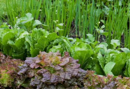 Akú zeleninu môžete vysiať aj v auguste?