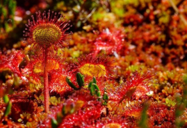 Sadíme a pestujeme – Rosička