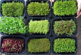 Semená klíčkov možno pestovať celoročne