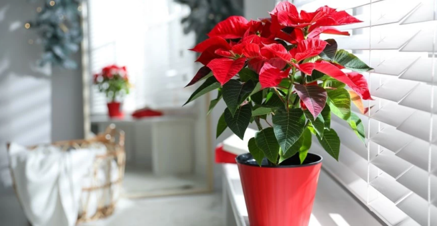 Ako sa správne starať o vianočnú hviezdu?