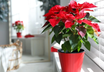 Ako sa správne starať o vianočnú hviezdu?