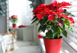Ako sa správne starať o vianočnú hviezdu?