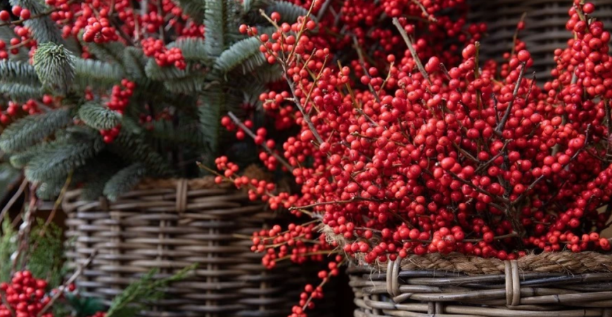 Cezmína sa pýši tmavozelenými lesklými listami, na ktorých pozadí vynikajú jasne červené plody