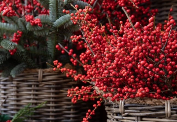 Cezmína sa pýši tmavozelenými lesklými listami, na ktorých pozadí vynikajú jasne červené plody