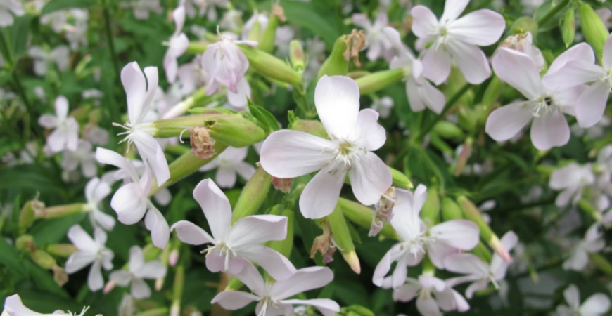 Mydlica nie len do kúpeľne