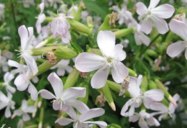 Mydlica nie len do kúpeľne