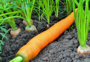 Viete aký je rozdiel medzi karotkou a mrkvou? A ako mrkvu vôbec pestovať?