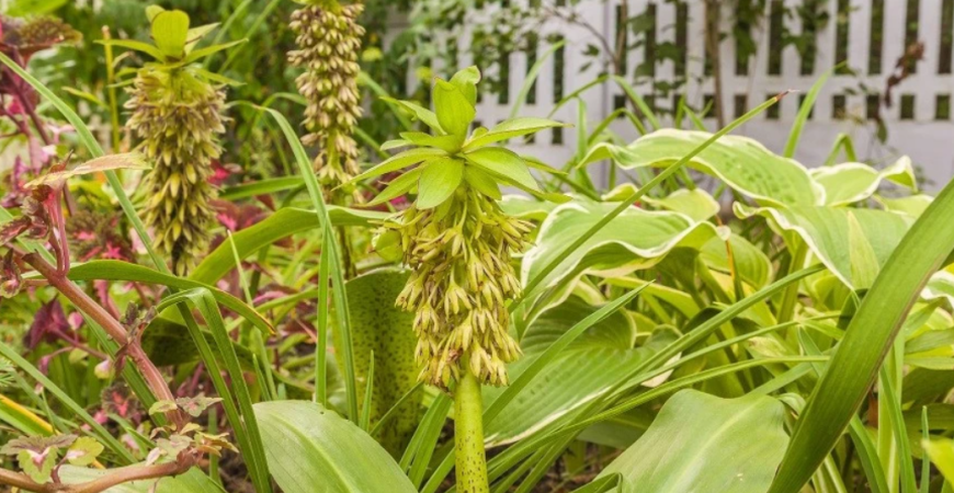Sadíme a pestujeme – Chocholka