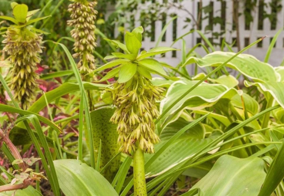 Sadíme a pestujeme – Chocholka