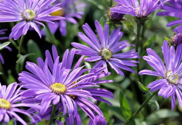 Asteraceae – Pôvabné kvety z početnej čeľade astrovitých