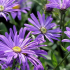 Asteraceae – Pôvabné kvety z početnej čeľade astrovitých