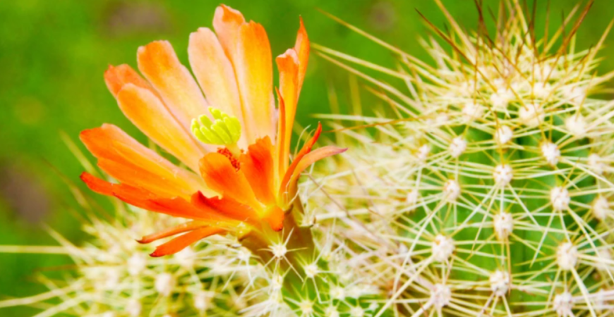 Ostnatý obrí krásavec - Echinokaktus