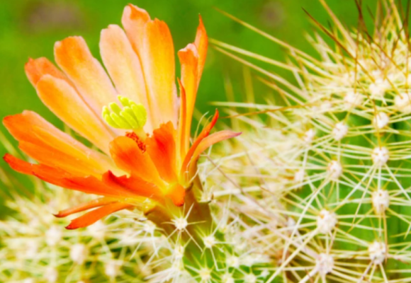 Ostnatý obrí krásavec - Echinokaktus